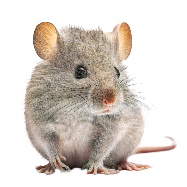 Small gray field mouse with hairless pink tail