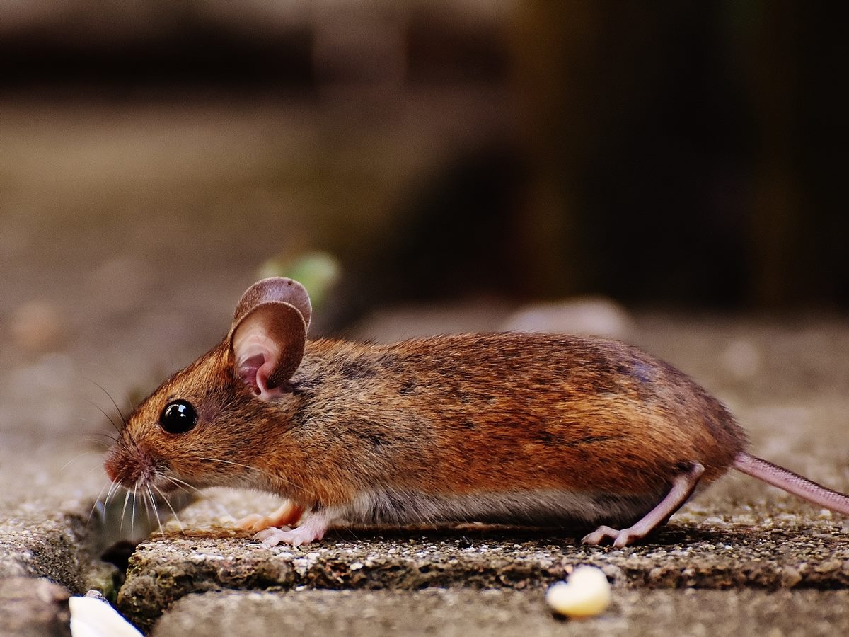 Brown mouse on concrete driveway