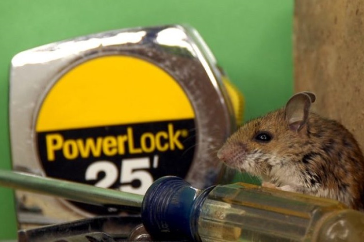 Mouse on shelf of garage with screwdriver and metal PowerLock 25' tape measure